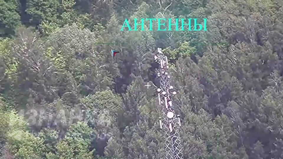 Точность впечатляет: курьёзный случай снял наш разведчик в Черниговской области