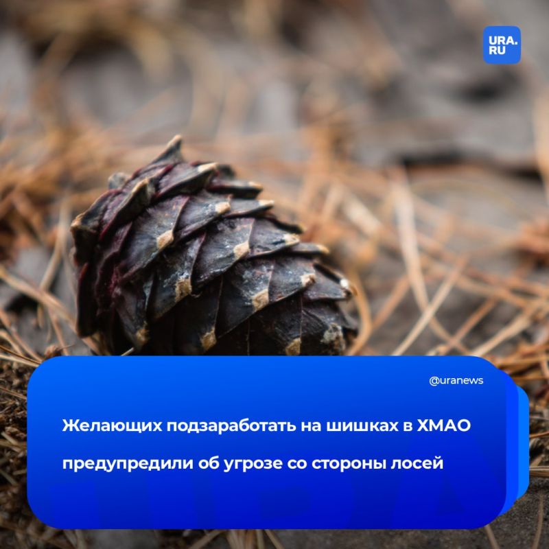 Сборщиков кедровых шишек в ХМАО призвали остерегаться влюбленных лосей