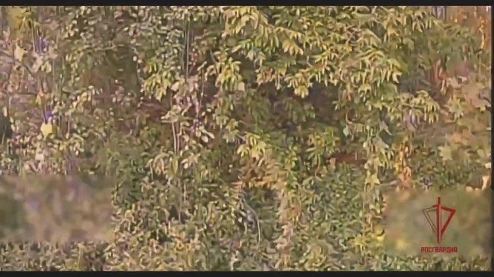 Операторы БПЛА Росгвардии уничтожают личный состав ВСУ на черниговском направлении