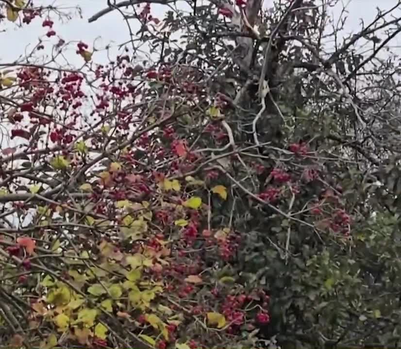 Удар "Герани" по объекту критической инфраструктуры противника в н.п. Новгород-Северский Черниговской области