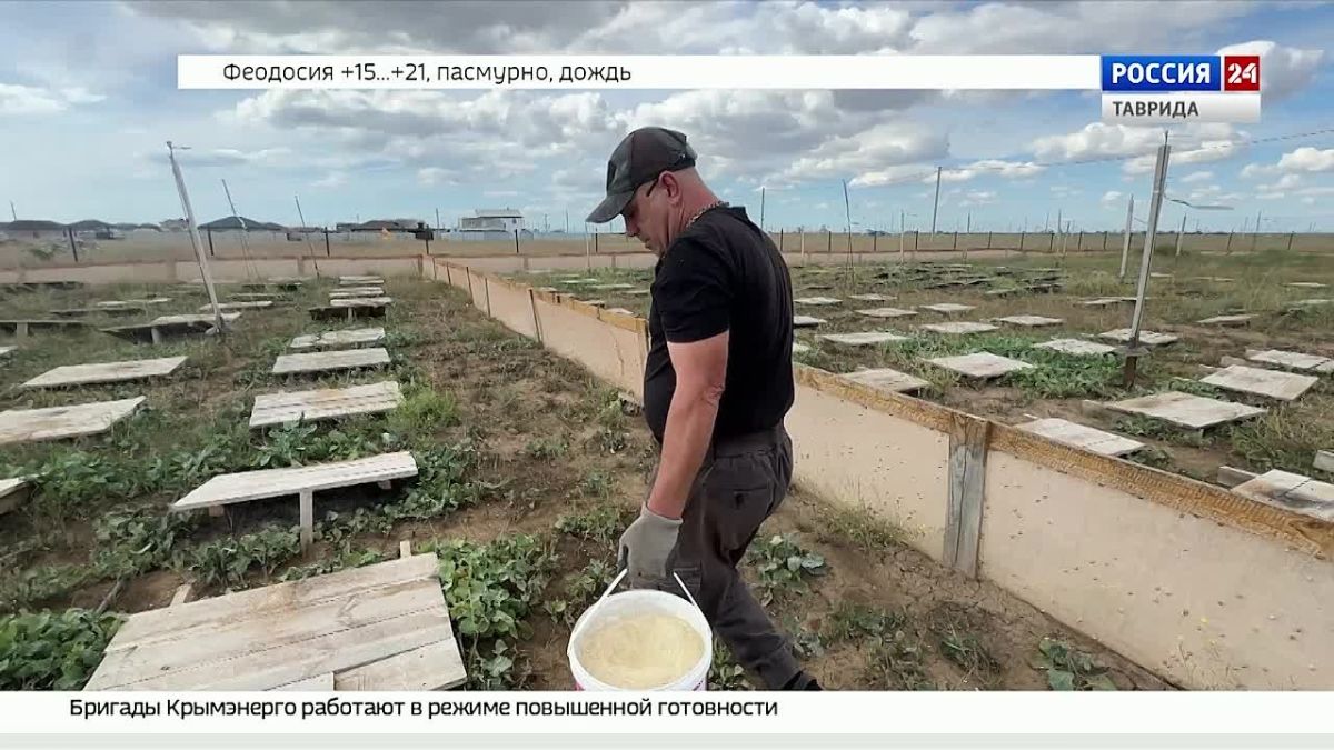 Выпускник программы «СВОё дело» создал улиточную ферму в Крыму